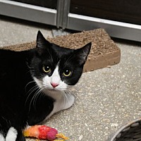 adopt a pet