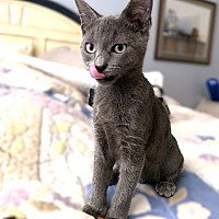 adopt a pet