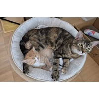 adopt-pet
