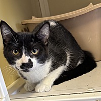 adopt a pet