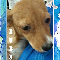 Thumbnail photo of RUBY #2