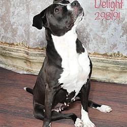 Thumbnail photo of Dierdre Delight #3
