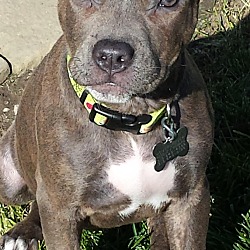Thumbnail photo of Storm-Adopted! #4