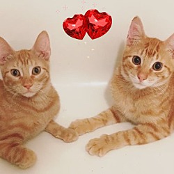Thumbnail photo of WINNIE&NEWTON-Cuddly Sweeties #1