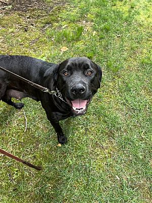 McDonald, PA - Cane Corso/Rottweiler. Meet Midnight a Pet for Adoption ...