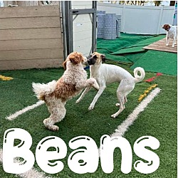Thumbnail photo of Beans #2