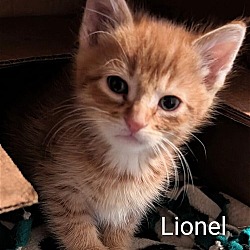 Photo of Lionel