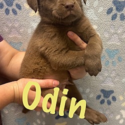Photo of Odin