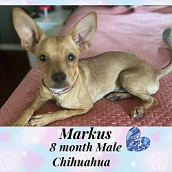 Thumbnail photo of MARKUS 8 MONTH CHIHUAHUA #1