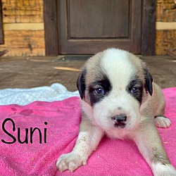 Thumbnail photo of Suni #1