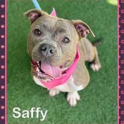 Thumbnail photo of SAFFY #1