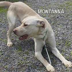 Photo of Montanna