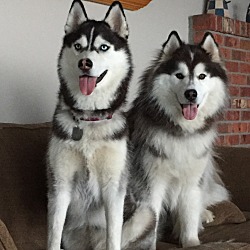 bonded pet photo