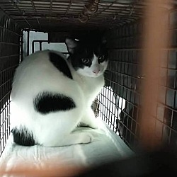 Thumbnail photo of Mister #2