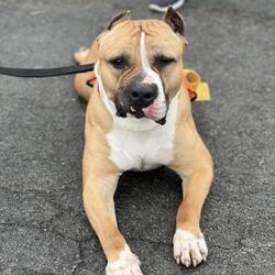 Photo of Diesel
