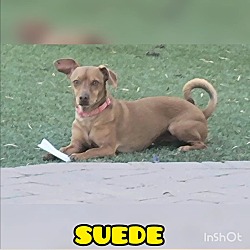 Photo of Suede / Blackie