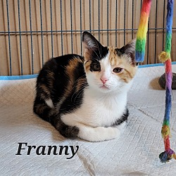 Thumbnail photo of Franny #1