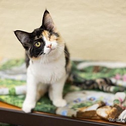 Photo of Dolly