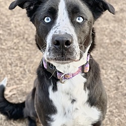 Great bend animal shelter 2025