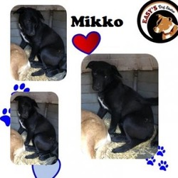 Thumbnail photo of Mikko #2