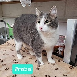 Thumbnail photo of Pretzel-Sponsored #3