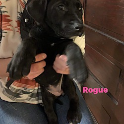Photo of Rogue