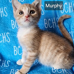 Photo of Murphy - available soon