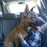 adopt a pet
