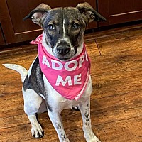 adopt a pet