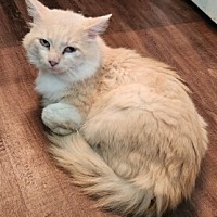 adopt a pet