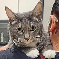 adopt a pet