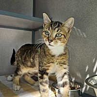 BURGER - Domestic Shorthair available for adoption