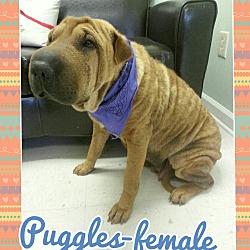 Thumbnail photo of Puggles (Pom-cr) #2