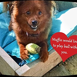 Thumbnail photo of Muffin- #1