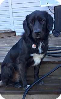 golden retriever and flat coated retriever mix