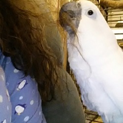 Thumbnail photo of Toby One Loving Cockatoo #3