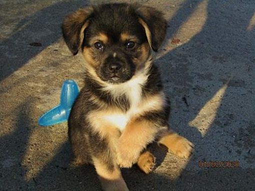 Rochester Ny Feist Meet Squirt A Pet For Adoption