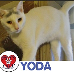 Thumbnail photo of Yoda #1