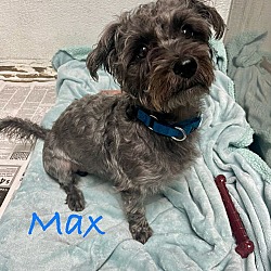 Photo of Max