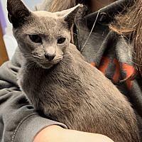 adopt a pet