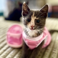 adopt a pet