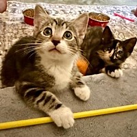 adopt a pet