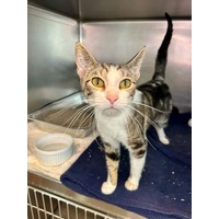adopt-pet