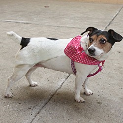 Thumbnail photo of Sammie-Adopted! #2