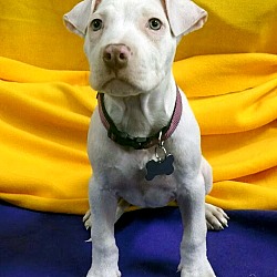 Thumbnail photo of Pinky-Adopted! #1