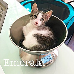 Thumbnail photo of Emerald #3
