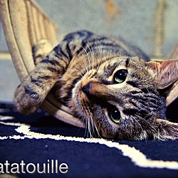 Thumbnail photo of Ratatouille #2