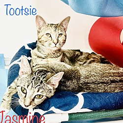 Thumbnail photo of Tootsie #3