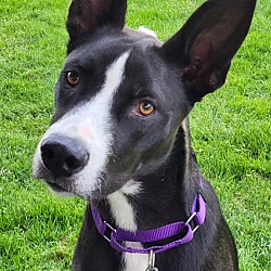 Photo of Rango