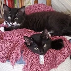 Photo of Brother Kittens